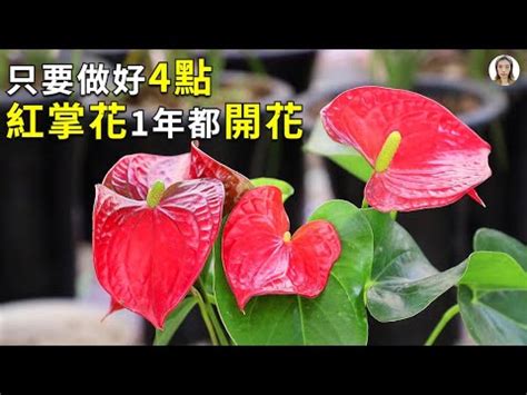 紅掌風水|【紅掌風水】紅掌風水擺放大全：擺對讓你財富旺不止！